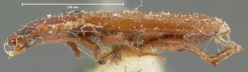 Media type: image;   Entomology 7207 Aspect: habitus lateral view